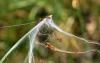 356488 – Photo : Numayta – France (68)